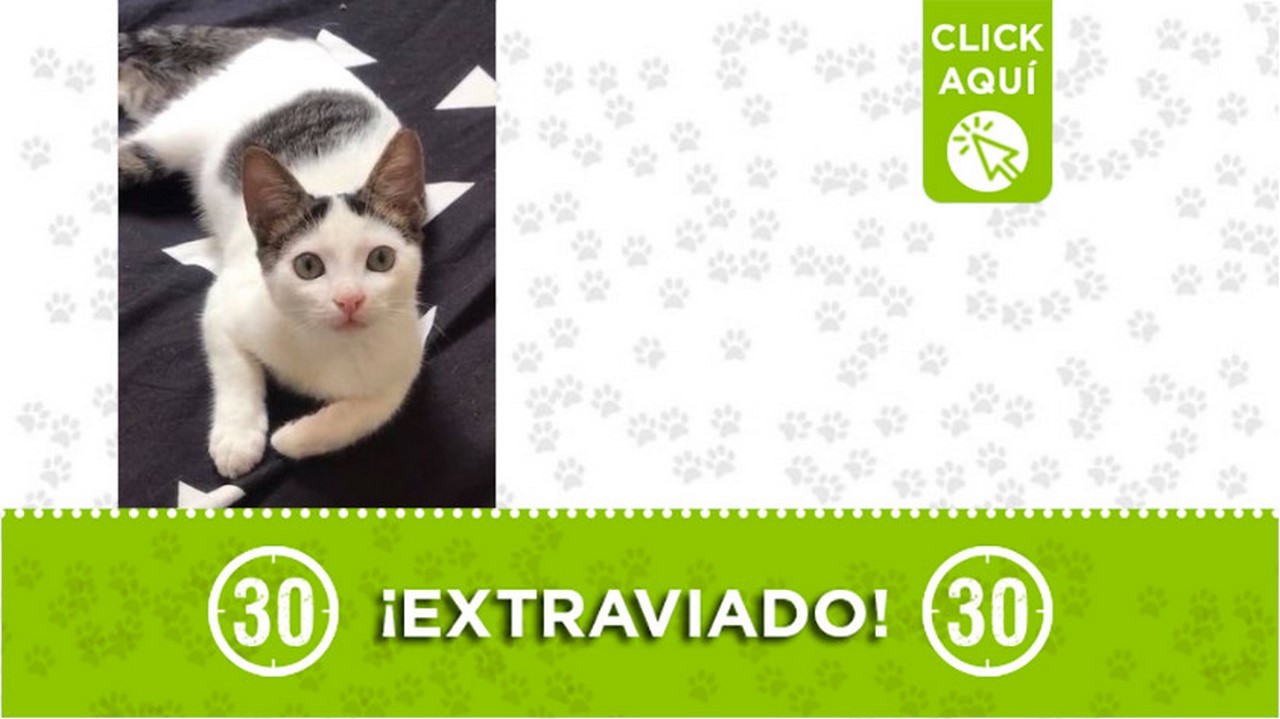 "Vodka" se extravió en Laureles ¿Lo ha visto?