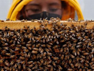 Un superalimento desarrollado en Colombia protege a las abejas de pesticidas 1 superalimento