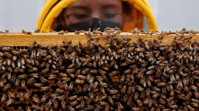 Fotografía fechada el 1 de octubre de 2021 de un estudio con abejas que se realiza en la Universidad del Rosario en Bogotá (Colombia). EFE/Mauricio Dueñas Castañeda superalimento
