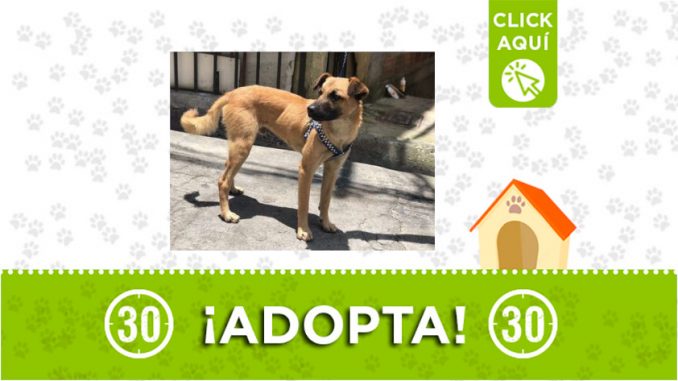 Medellín-adopta1 Medellín-adopta1