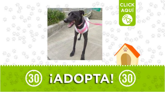 Luna-adopta2 Luna-adopta2