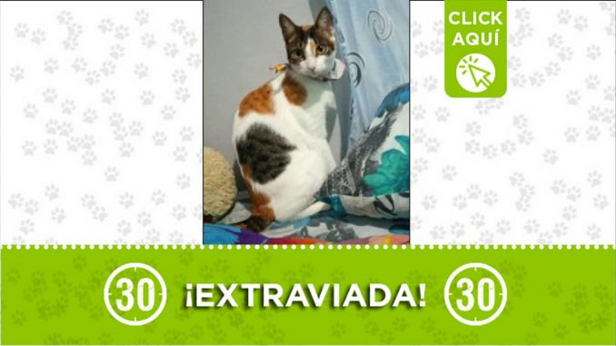 Gatica perdida Gatica perdida