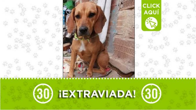 Perrita perdida Perrita perdida