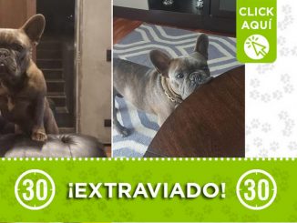 "Blue" se extravió sobre la avenida Las Palmas ¿Lo ha visto? 1 "Blue" se extravió sobre la avenida Las Palmas ¿Lo ha visto?