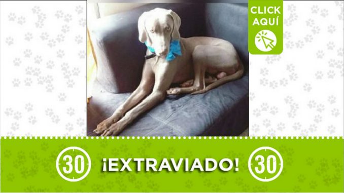Perrito perdido Perrito perdido