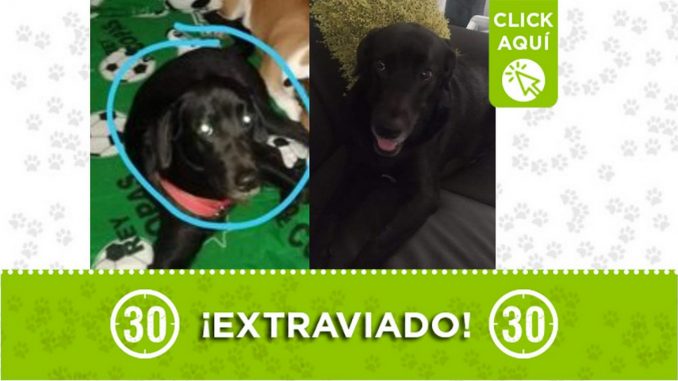 Perrito perdido Perrito perdido