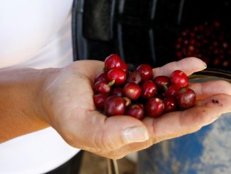 La producción de café colombiano crece un 22 % en septiembre 1 cafe de colombia