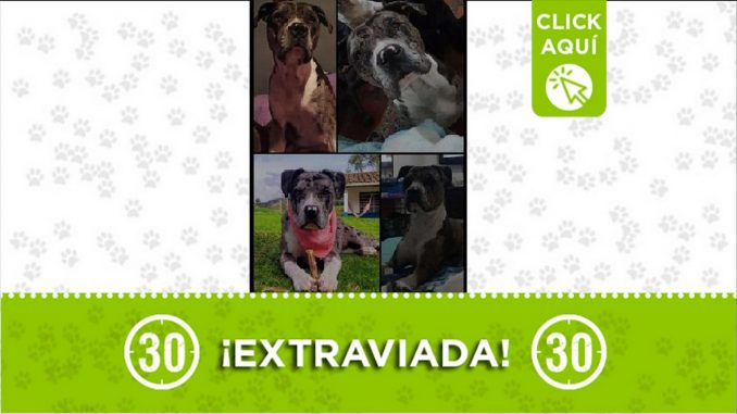 Perrita perdida Perrita perdida