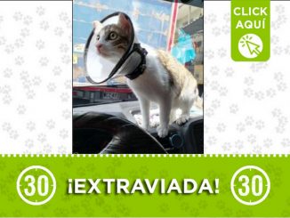 Buscan a 'Chela', la gatica se perdió en Castilla 1 Gatica perdida