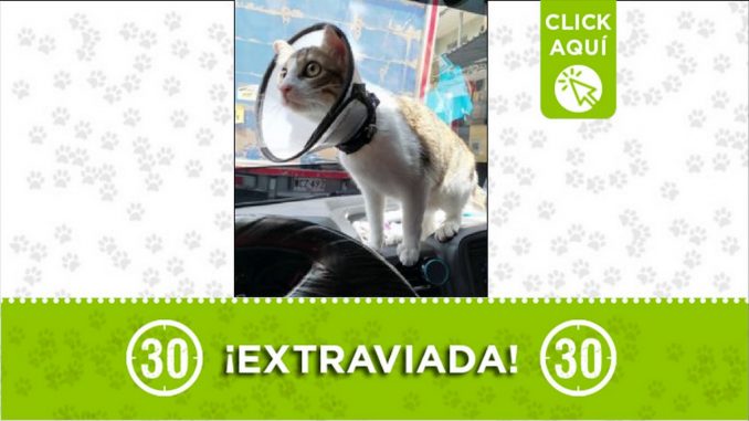 Gatica perdida Gatica perdida