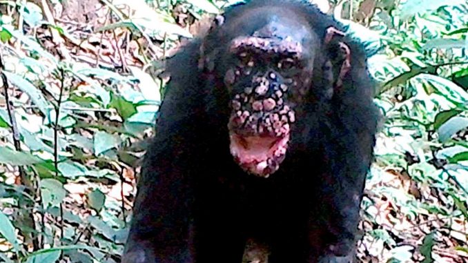 Por primera vez se ha detectado lepra en chimpancés salvajes. Proyecto Chimpancé Cantanhez, Elena Bersacola, Marina Ramon. chimpancés salvajes