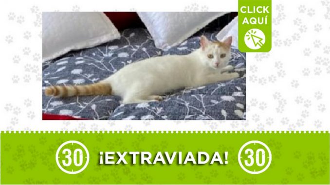 Gatica perdida Gatica perdida