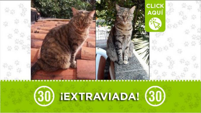 Gatica perdida Gatica perdida