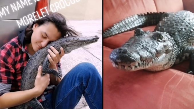 El cocodrilo que se cree perro y que se ha viralizado en TikTok El cocodrilo que se cree perro y que se ha viralizado en TikTok