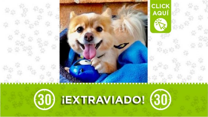 Perrito perdido Perrito perdido
