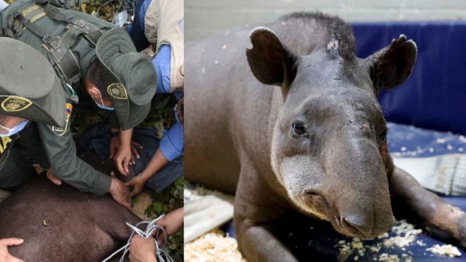 Tuvieron que ponerle la eutanasia a una danta que recibió varios disparos Tuvieron que ponerle la eutanasia a una danta que recibió varios disparos