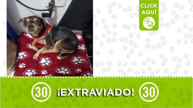 "Duffy", se extravió en Moravia ¿Lo ha visto? "Duffy", se extravió en Moravia ¿Lo ha visto?