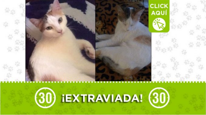 Gatica perdida Gatica perdida