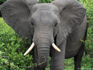 Elefante mató a un presunto cazador furtivo en un parque nacional 1 elefante