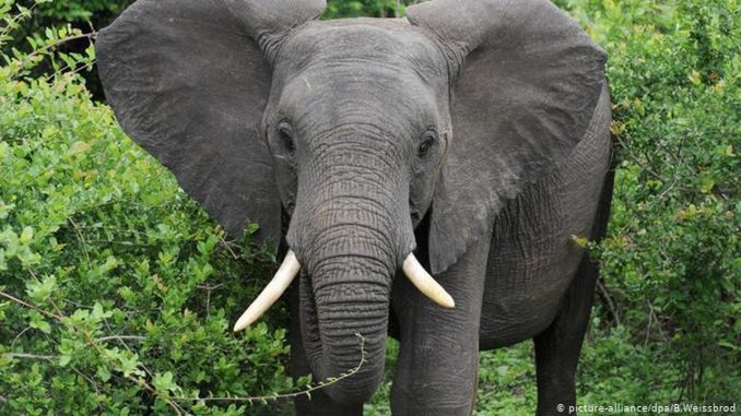 elefante elefante