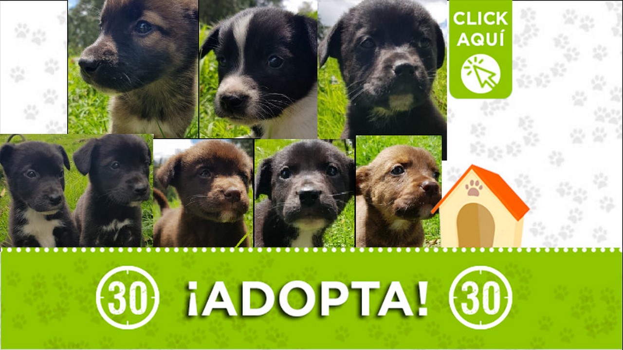 Perritos en adopción
