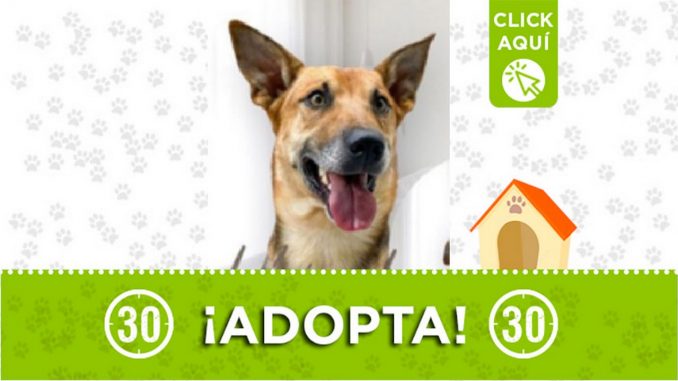 Perrito en adopción Perrito en adopción