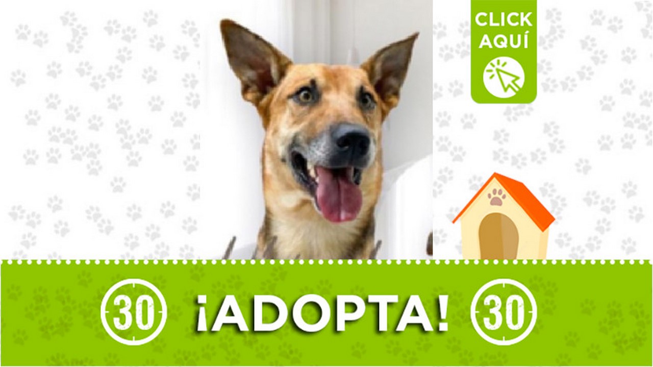 Perrito en adopción