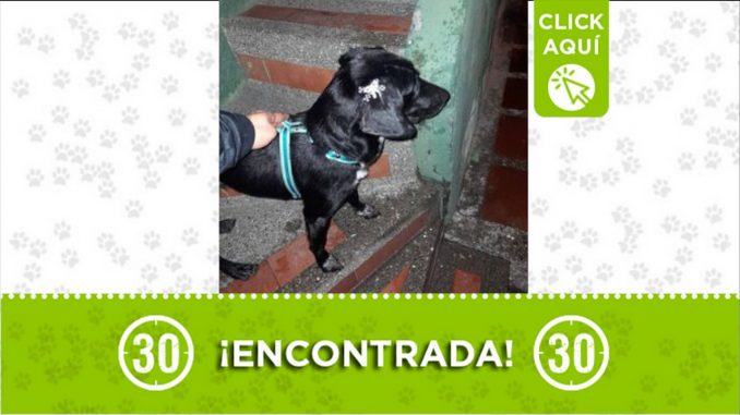 encontrada-castilla perra