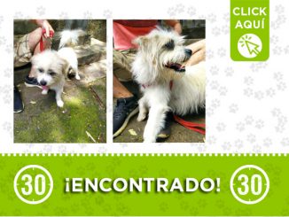 Este perrito fue encontrado en Villa Hermosa ¿Es suyo? 1 Villa Hermosa-encontrado