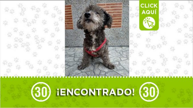 encontrado perro buscan duenos villa hermosa
