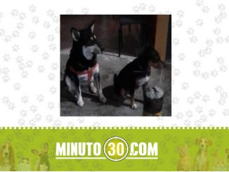 ¿Son suyos? Estos perritos fueron encontrados en Guarne 1 Guarne- encontrados