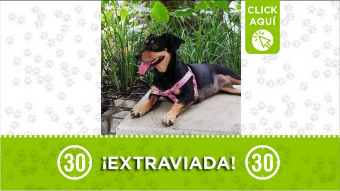 extraviada lu medellin