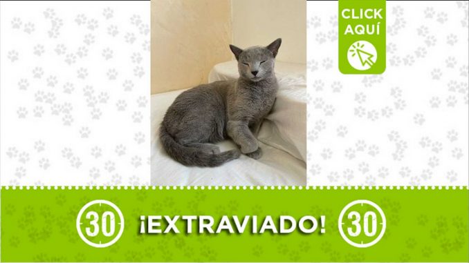 extraviado jasper rionegro 2021