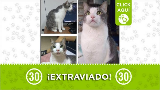 Gatico perdido Gatico perdido