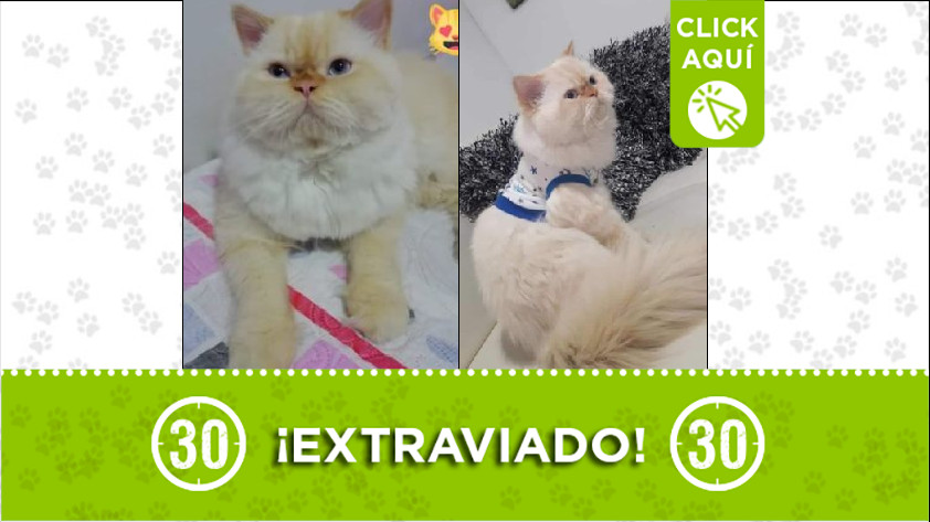 Buscan a 'Floki', el gatico se perdió por el sector de Manrique Central 1 Gatico perdido