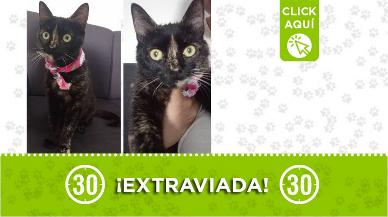 "Frida" se extravió en el barrio Limonar 2