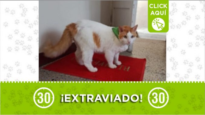 gary gato perdido