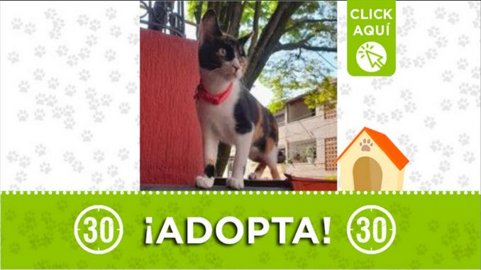 gata adopcion itagui 2021