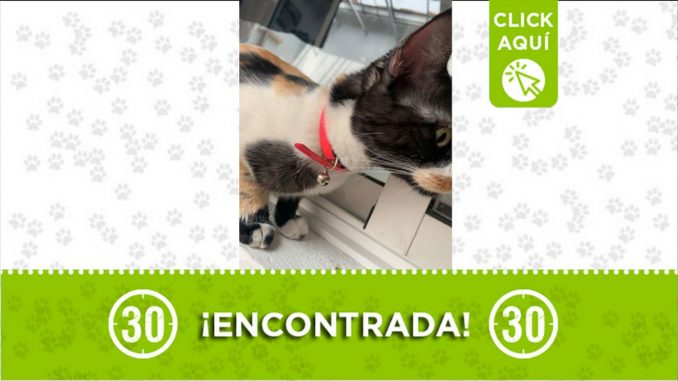 gata encontrada gatica
