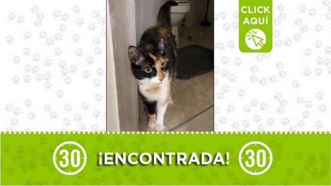 Gatica encontrada Gatica encontrada