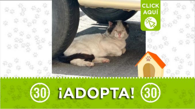 gatico adopcion