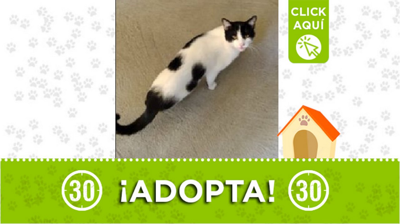 Gatico en adopción