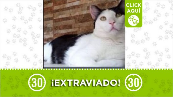 gatico perdido gatico perdido