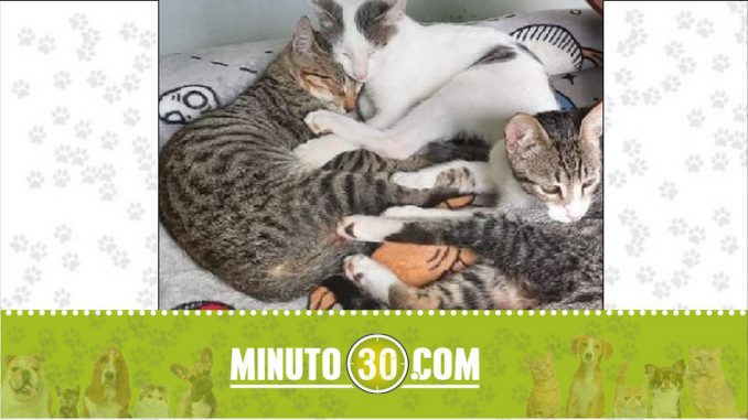 gaticos perdidos gaticos perdidos