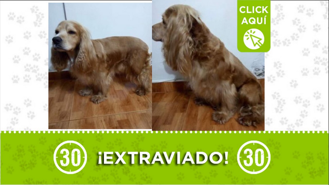 Buscan a 'Hachi', el perrito se perdió en el barrio La Finquita de Itagüí 1 Perrito perdido