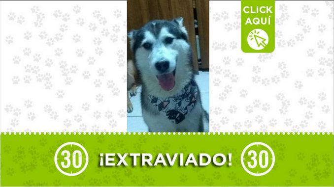 hans perdido perro villa hermosa 2021