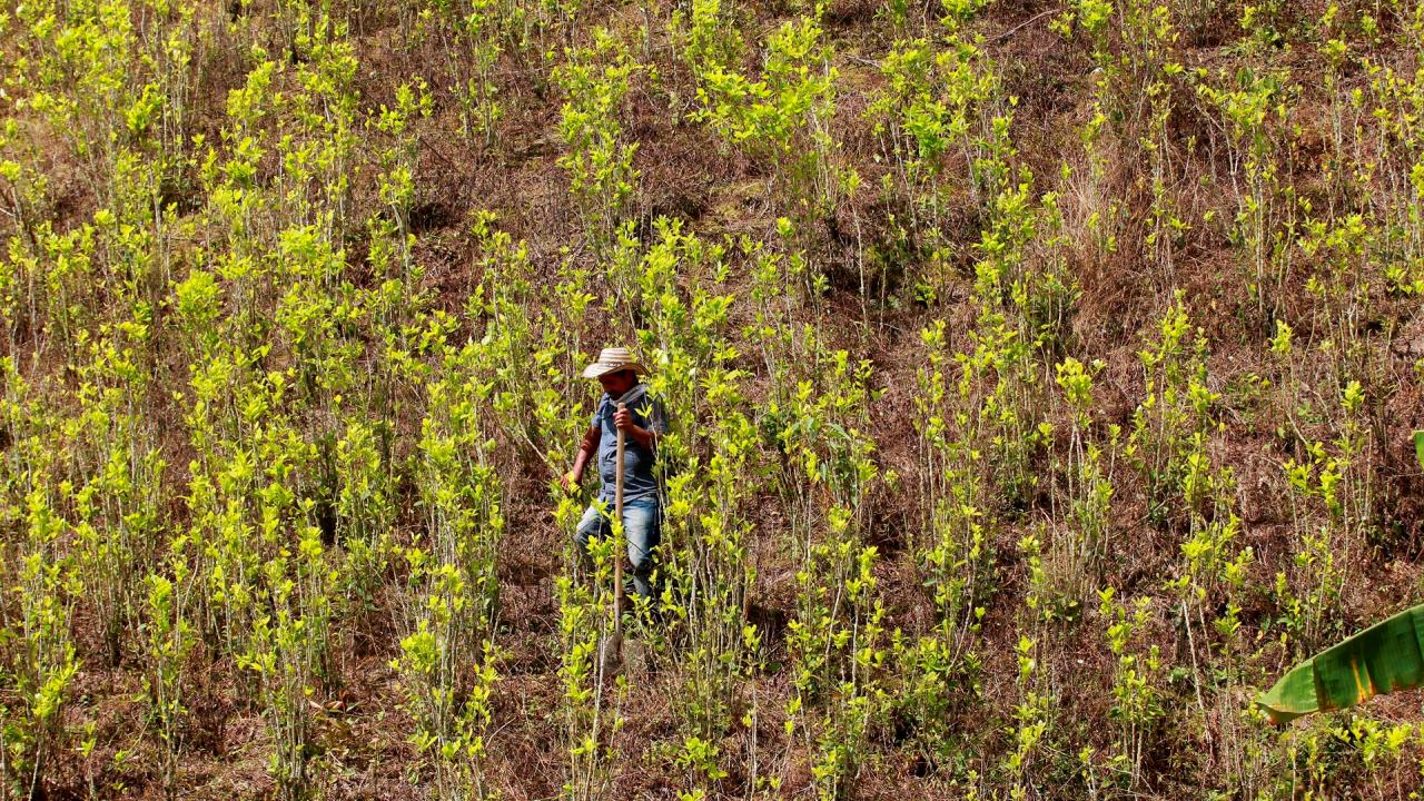 lucha contra las drogas en Colombia