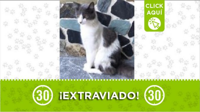 Gatico perdido Gatico perdido
