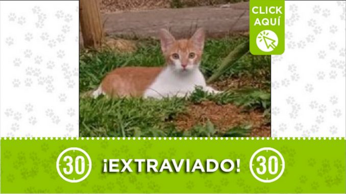 Gatico perdido Gatico perdido