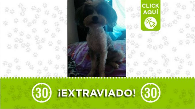 Perrito perdido Perrito perdido
